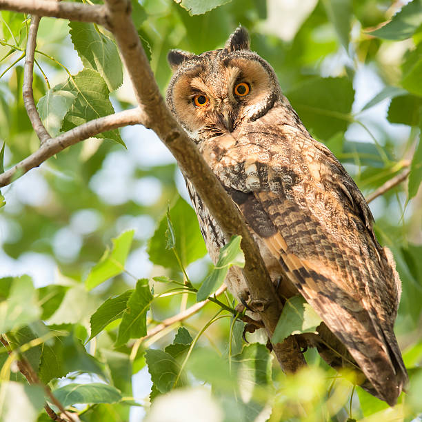 istock Long-Eared Owl in a tree, wildlife shot 460769131