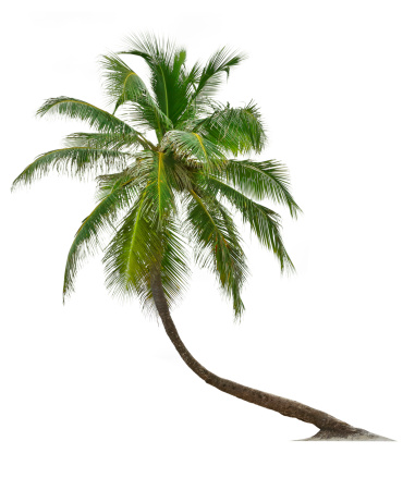 A  leaning coconut palm tree isolated against white.