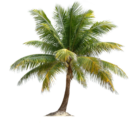 De Coconut Palm photo