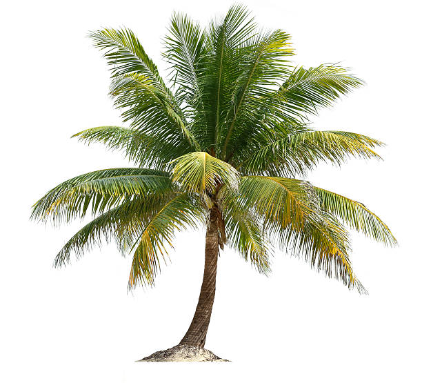 코코넛 야자 - coconut palm tree 뉴스 사진 이미지