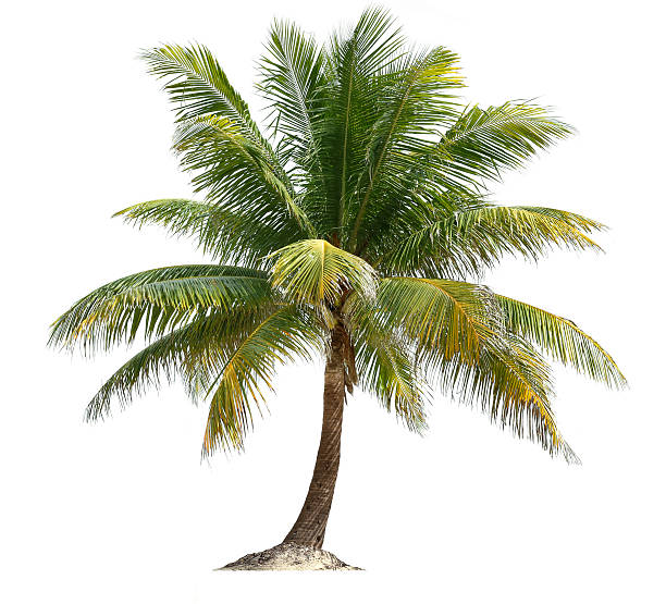 Coconut Palm A coconut palm tree isolated against white. coconut palm tree stock pictures, royalty-free photos & images