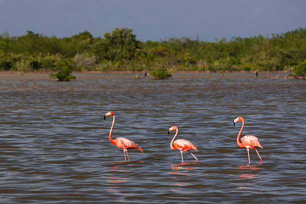 istock Flamingos in water Cuba 460778077