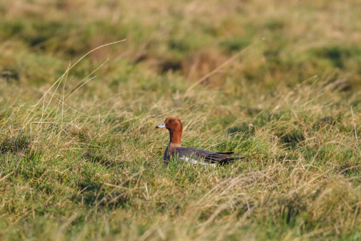 A Male Wigeon in a Meadow