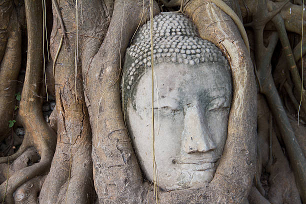 istock Head Buddha in tree roots at Wat Mahathat, Thailand 460781227
