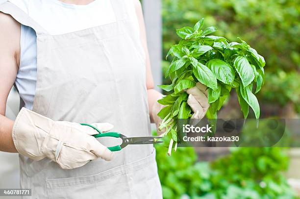 Harvest Of Vegetables Stock Photo - Download Image Now - Adult, Agriculture, Basil