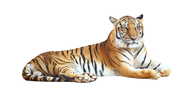 Tiger Tiger looking camera with clipping path on white background big cat photos stock pictures, royalty-free photos & images