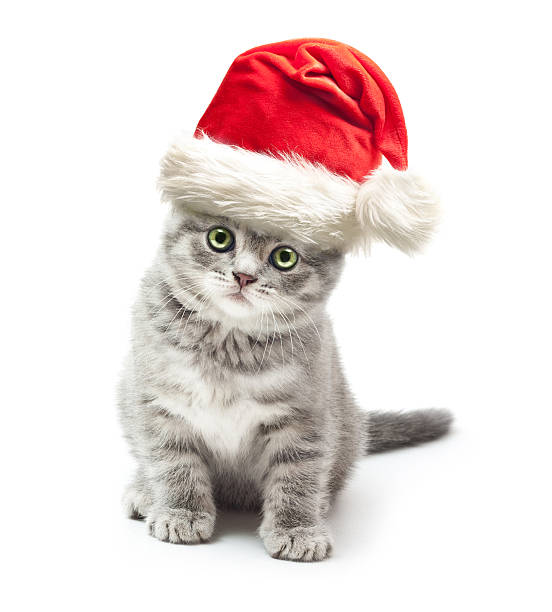 istock Grey and white kitten wearing a Santa Claus hat 460782429