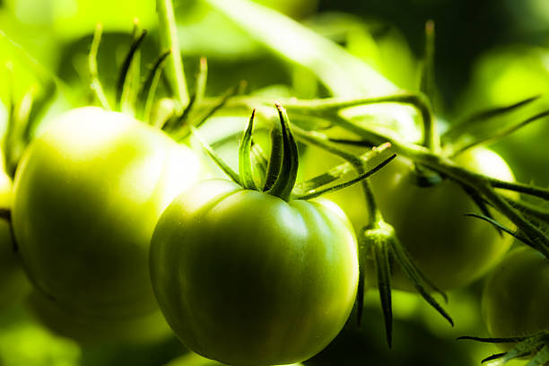 Green Tomatoes in a garden