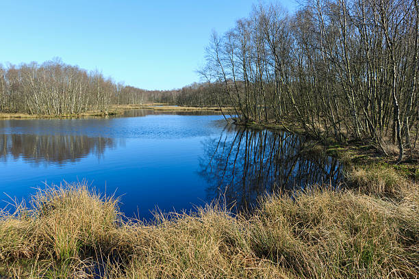 Moorland at the Dutch nature reserve \