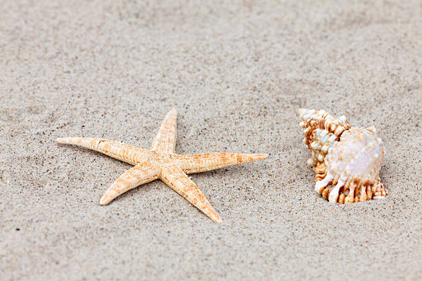 istock Starfish and a seashell lie on the beach 460795985