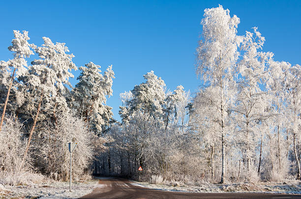istock Country road through snowy wood 460796213