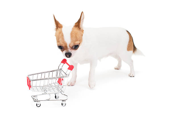 istock Sad Chihuahua with empty shopping cart 460797117