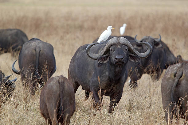 African buffalo (Syncerus caffer) African buffalo (Syncerus caffer) and cattle egret (Bubulcus ibis) in the african savanna bubulcus ibis stock pictures, royalty-free photos & images