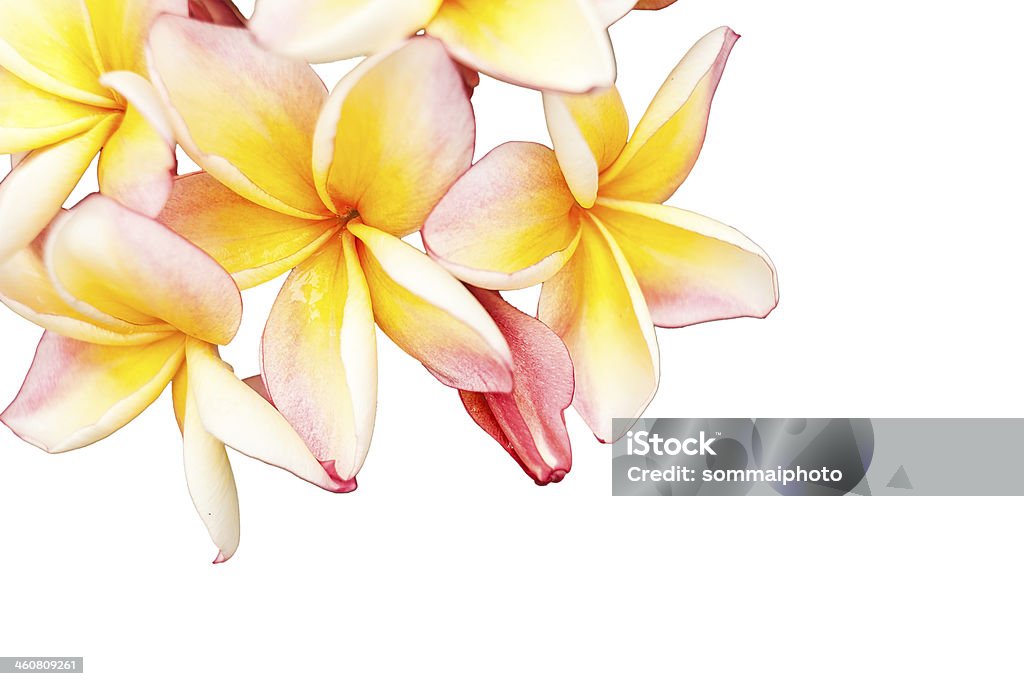 Hermosa rosa plumeria - Foto de stock de Belleza de la naturaleza libre de derechos