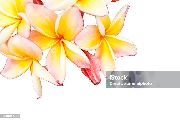 Hermosa Rosa Plumeria Foto de stock y más banco de imágenes de Belleza de la naturaleza - Belleza de la naturaleza, Blanco - Color, Brote