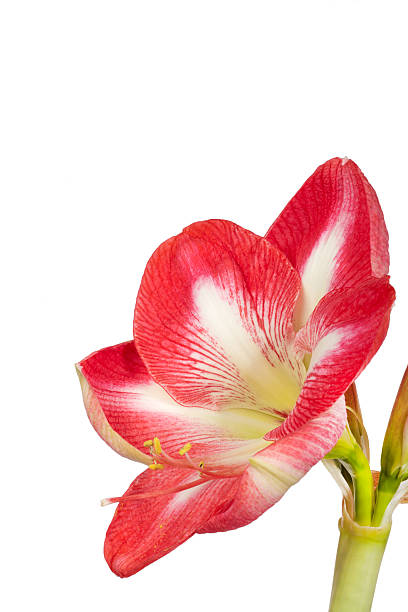 istock Amaryllis Blossom isolated on white background 460811057