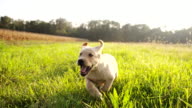 istock SLO MO Puppy Running In The Grass 460811640