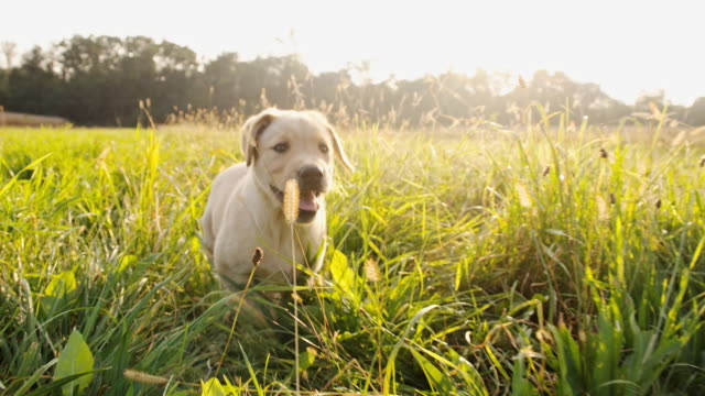 SLO MO Puppy Running After The Camera