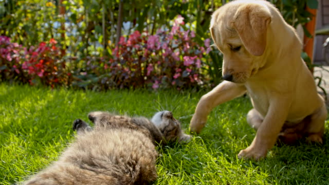 MS LA Cat Playing With A Puppy