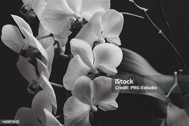 Orquid W Delikatne Barwy - zdjęcia stockowe i więcej obrazów Ciemny - Ciemny, Fotografika, Orchidea