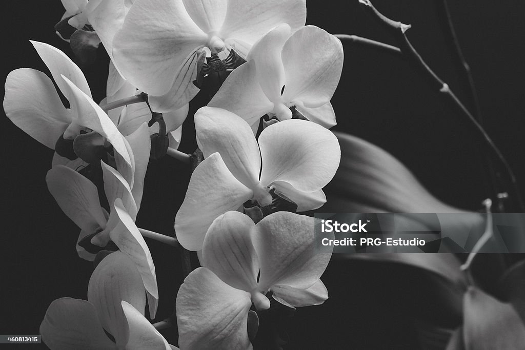 Orquid в мягких тонах - Стоковые фото Живописное произведение роялти-фри