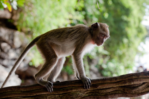 little macaque monkey climbing on a tree