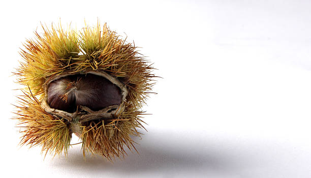 castaña - chestnut sweet food yellow group of objects fotografías e imágenes de stock