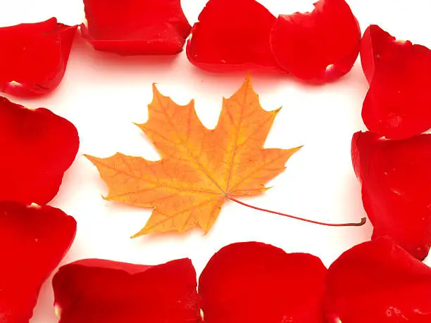 Maple leaf in rose-petals on a white background