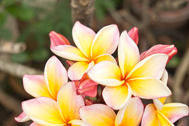 bela plumeria - bud scar imagens e fotografias de stock