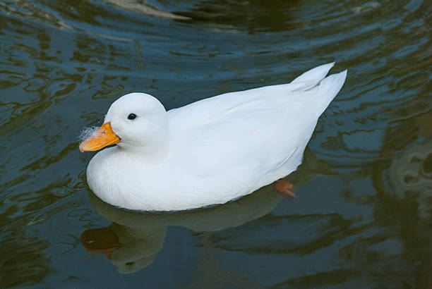 istock White little duck floats on the water surface 460814637