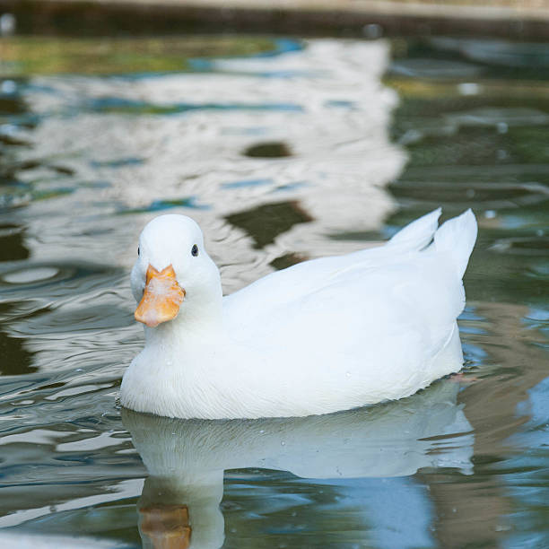 istock White little duck floats on the water surface 460814651