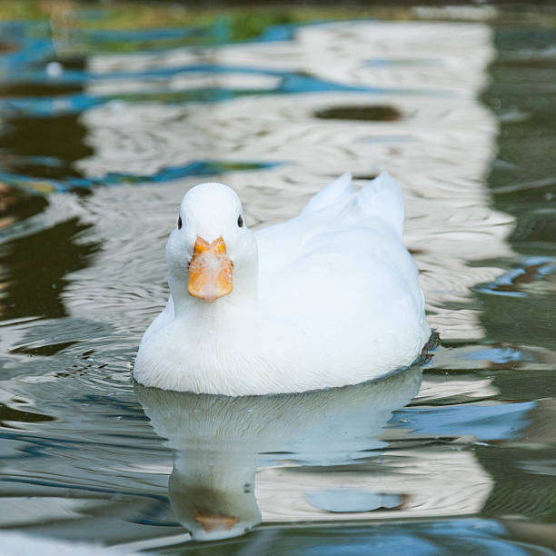 istock White little duck floats on the water surface 460814659