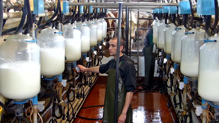 Milking Cows On Dairy Farm