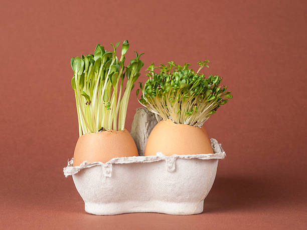 Sprouts growing from eggshell stock photo