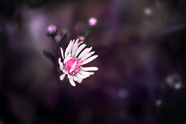 istock Artistic wild white flower soft purple background 460818129