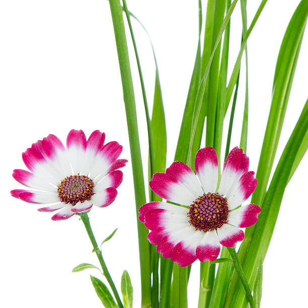 istock Beautiful pink flowers and green grass 460818779