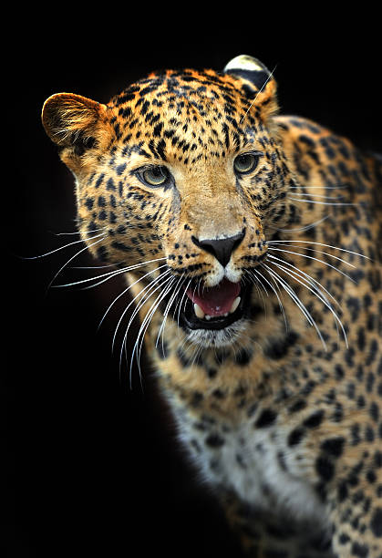 istock Portrait of leopard 460819141