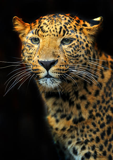 istock Portrait of leopard 460819197