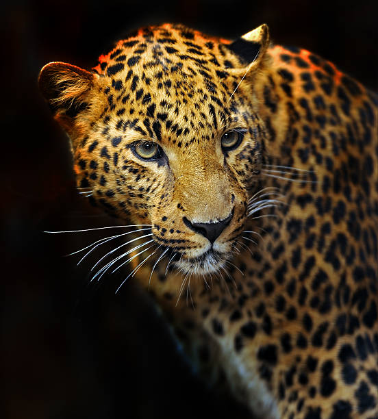 istock Portrait of leopard 460819223