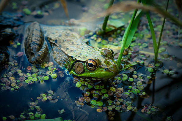 istock Bullfrog In The Swamp 460819477