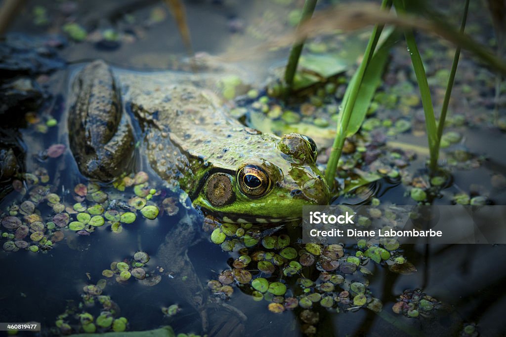 Żaba rycząca w Swamp - Zbiór zdjęć royalty-free (Bagno)