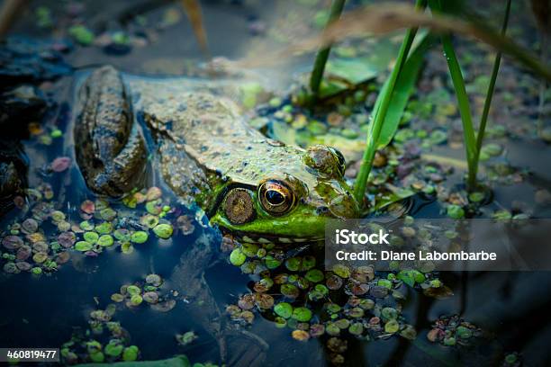 Foto de Rãgigante No Pântano e mais fotos de stock de Anfíbio - Anfíbio, Animal selvagem, Canadá