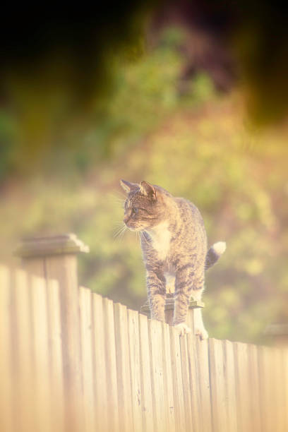 istock Stray Cat On A Fence 460819481