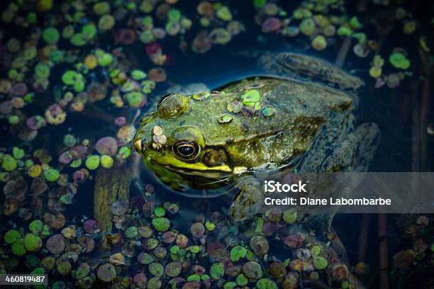 Rãgigante No Pântano - Fotografias de stock e mais imagens de Ontário - Canadá - Ontário - Canadá, Rã, Anfíbio