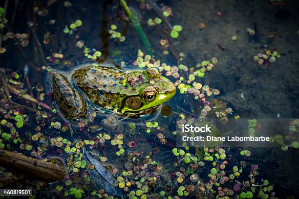 Ochsenfrosch Im Sumpf Stockfoto und mehr Bilder von Teich - Teich, Amphibie, Dunkel