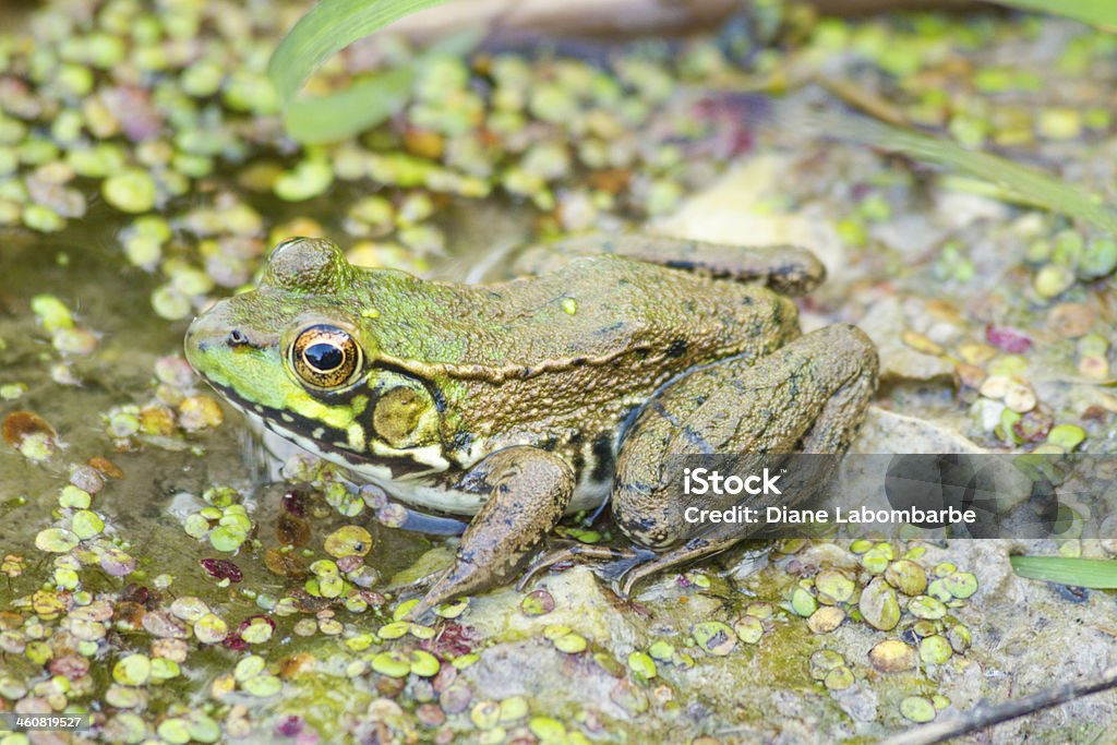 Ochsenfrosch im Sumpf - Lizenzfrei Amphibie Stock-Foto