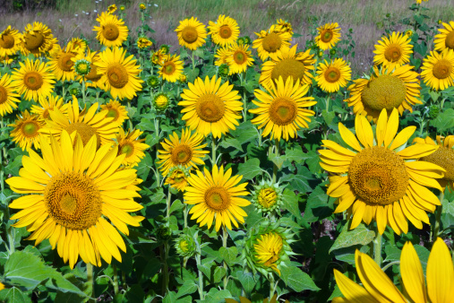Beautiful blooming field of sunflowers under blue sky