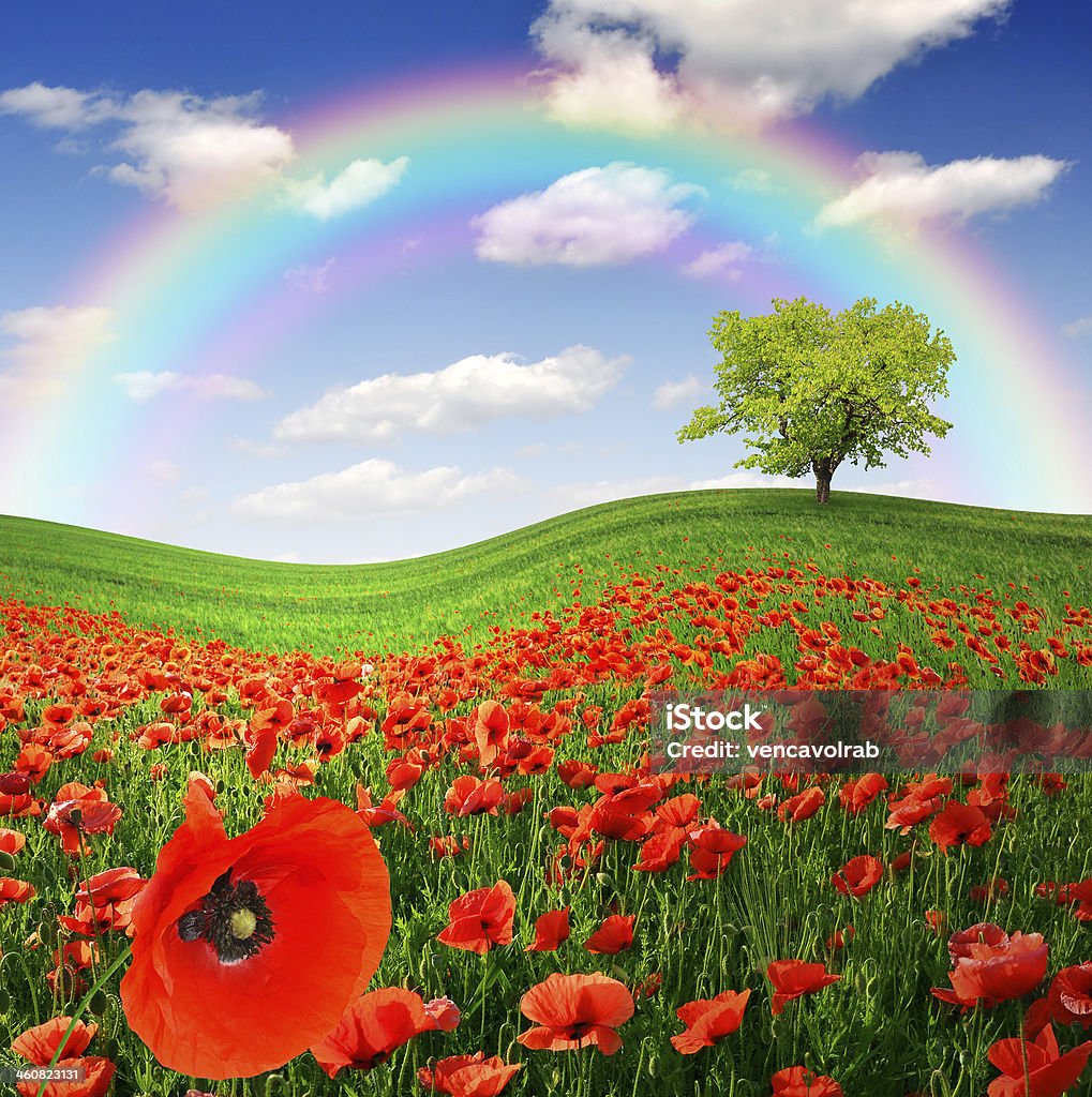 red poppy field Rainbow above the spring landscape with red poppy Agricultural Field Stock Photo