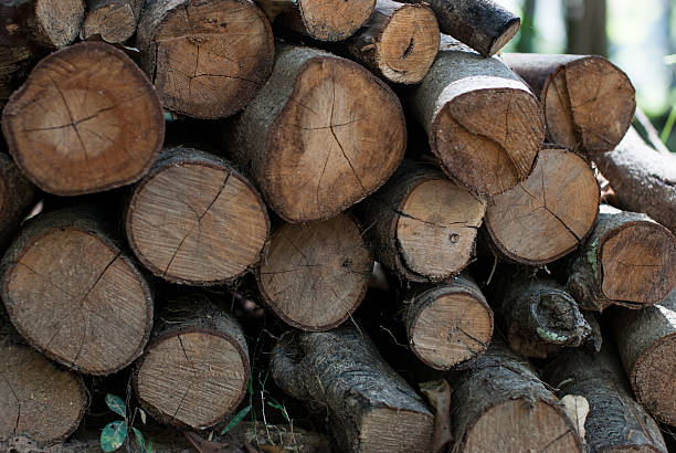 istock Pile of wood logs 460831127
