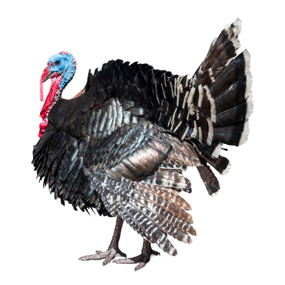 Turkey isolate on white